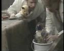 The Sooty Show - Inventors - Part Two