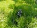 Uto nella foresta