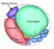 Inner Structure of an Eukaryotic Cell