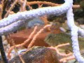 canevae