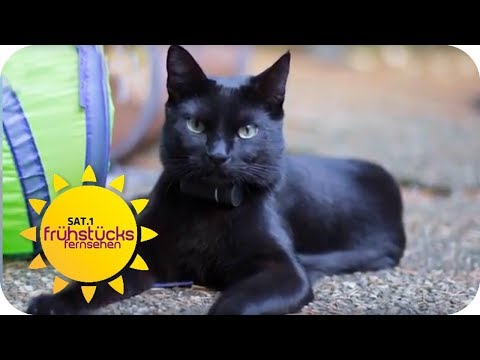 Kater trotz GPS Halsband entfhrt | SAT.1 Frhstcksfernsehen | TV