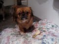 Tibetan spaniels can eat chicken bone (part 1 of 2)