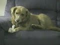 Perro gilipollas