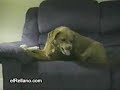perro gilipollas