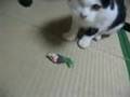 マサムネの『とってこい』