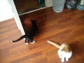 Caprice met haar muis (08-08-08)