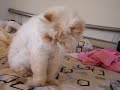 Sushi (1) - going psycho over a hair clip