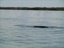 Baja Kayaking 2005