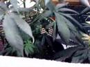 marijuana grow box marijuana grow box