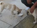 Goldie Drinking Milk