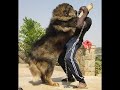 Caucasian mountain dog