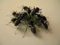Ants Eat Carcass of  a Broccoli Worm