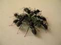 Ants Eat Carcass of  a Broccoli Worm