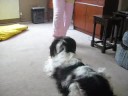 Ted, Rescue dog