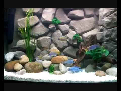 Fish+tank+backgrounds+3d fish tank wallpaper. Fish+tank+backgrounds+3d