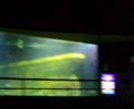 ocean park laot lounge