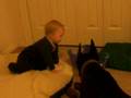 One year old plays ball with Doberman