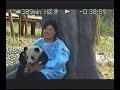 Panda Bears in China Panda Bears in China