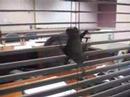 Things get batty in Austin newsroom when bat gets loose Things get batty in Austin newsroom when bat gets loose