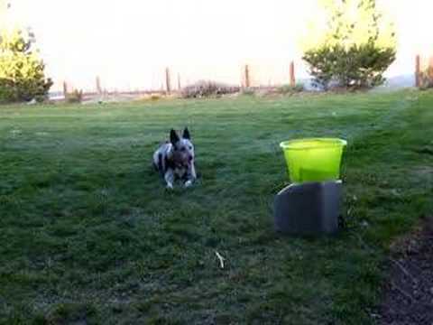 blue heeler