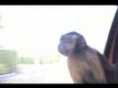 Pet Capuchin enjoying car ride