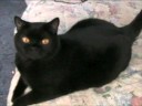 Pretty Raven - the British Shorthair Cat