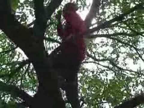 BM parodie pokemon cristophe mae koh ...