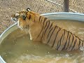 Recovered Tigers at Wild Animal Sanctuary