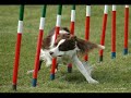 The Gunran border collies