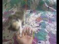 gatti pazzi