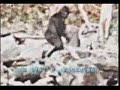 Patterson-Gimlin film