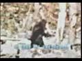 Patterson-Gimlin film