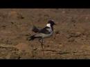 Plover survives elephant brigade