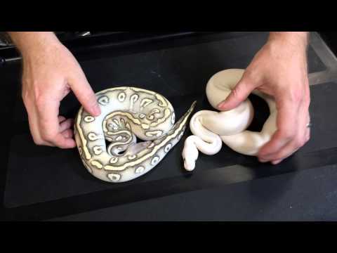 YouTube reptile video