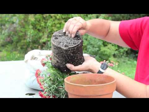 how to separate and replant mums
