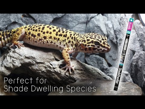 YouTube reptile video