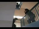 Streamline Experimental Video