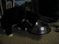 Harvey steals from The Velvet Monster