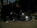 Harvey steals from The Velvet Monster