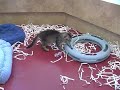 Adopt a Kitten from the Marin Humane Society! Adopt a Kitten from the Marin Humane Society!