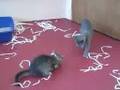 Adopt a Kitten from the Marin Humane Society!