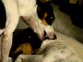 Toy Fox Terrier video