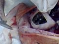 videos de Práctica de Biología 4