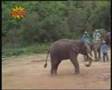 The-amazing-elephant