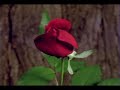 Poetry By Antonio Machado - Last Night as I was Sleeping