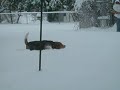 Dog in Snow