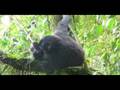 videos de Marika:  Gorilla Encounter in Uganda