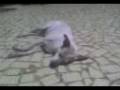videos de MOV00003.3gp