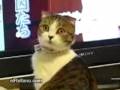 gato-sorprendido
