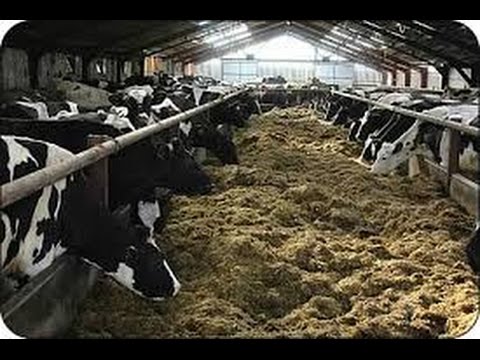 ganado leche - Por Juan Gonzalo Angel Twitter @juangangel Los humanos somos seres vivos con similitudes en nuestras necesidades nutritivas pero según nuestro parentesco gen...